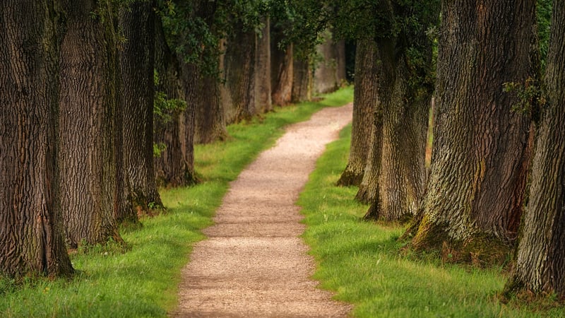 Ecotherapy Hikes